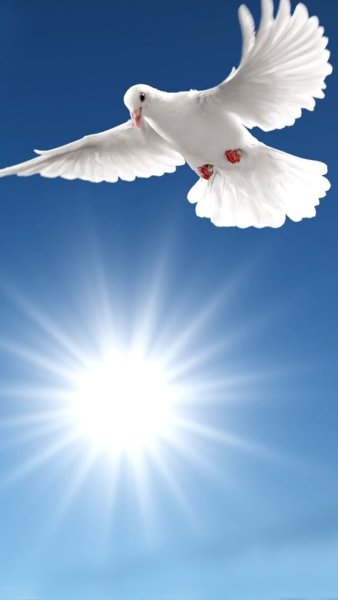 Голуби в небе