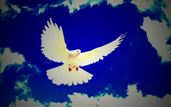 Голуби в небе
