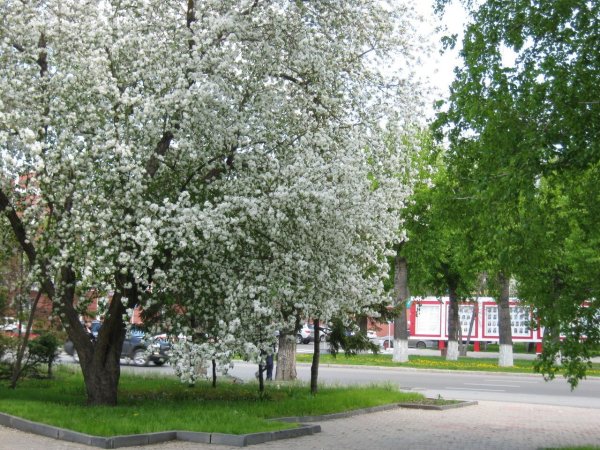 Весна в городе