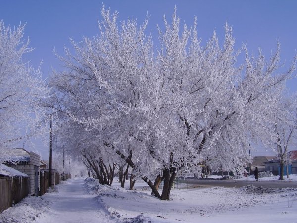 Природа Славгород Алтайский край