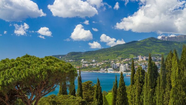 Кипарис Ялта