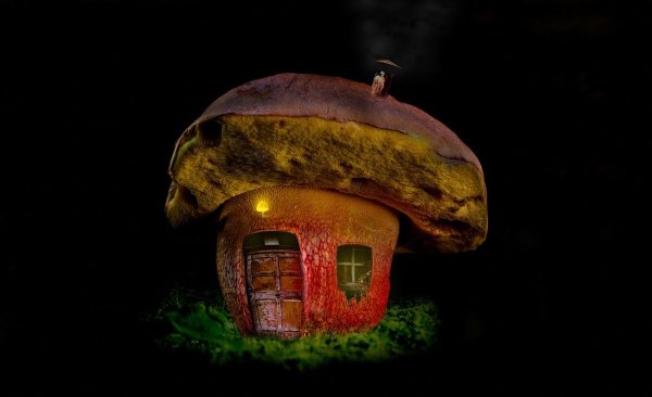 Бруно дзеви дом гриб