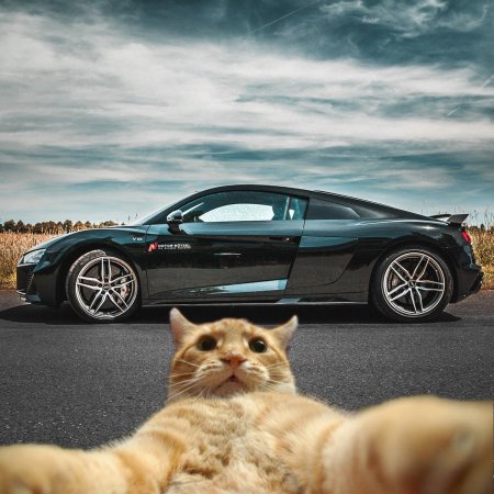 Кот на фоне БМВ