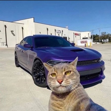 Селфи кота на фоне машины