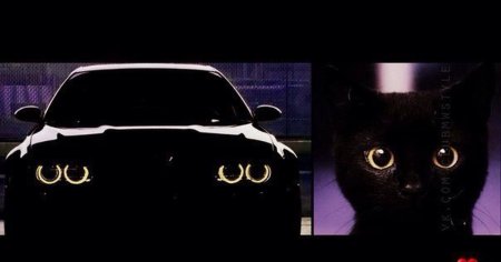 Чёрная БМВ И чёрный кот