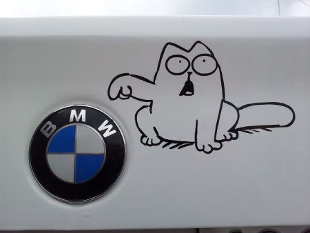 Котик с БМВ