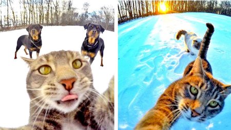 Селфи кота Мэнни