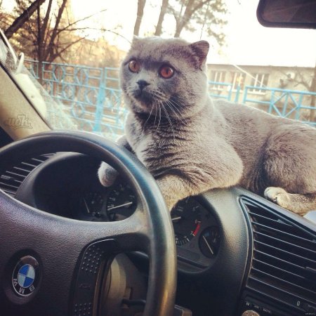 Котик с БМВ