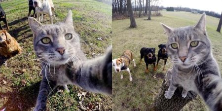 Селфи кота с машиной