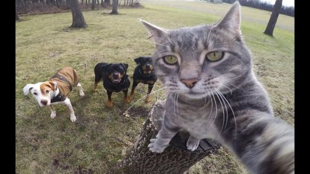 Селфи кота на фоне собак