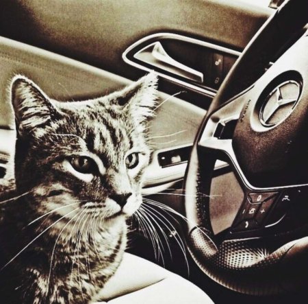 Котик и Мерседес