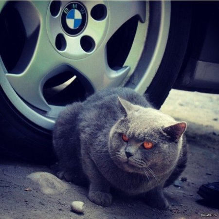 Кошка с БМВ
