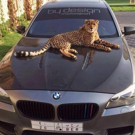 БМВ х5 леопард