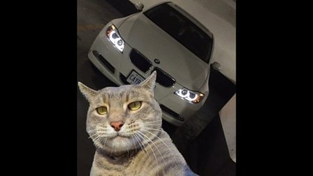 Кот фотографируется с машиной