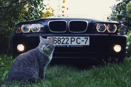 Кот с БМВ