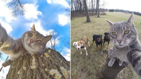 Обои с котом селфи