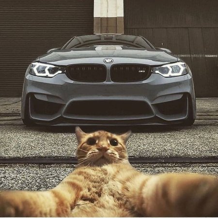 Кот селфи с BMW