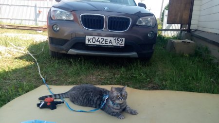 Обои кот с БМВ