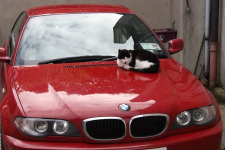 Коты и БМВ