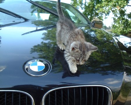 Коты и БМВ