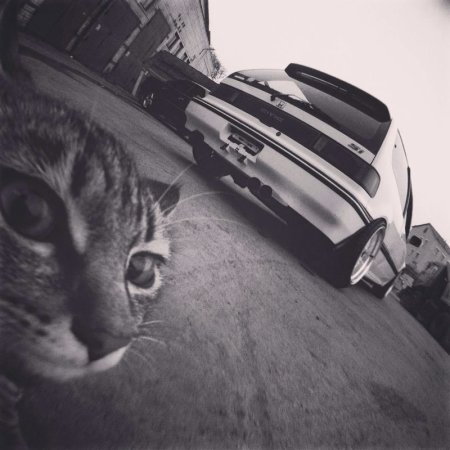 Ава кот с машиной