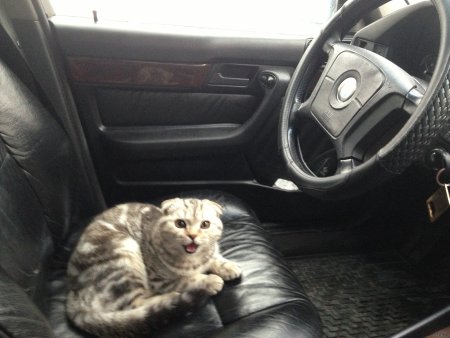 Котик с БМВ