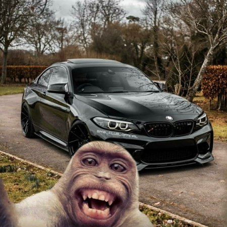 Кот селфи с BMW