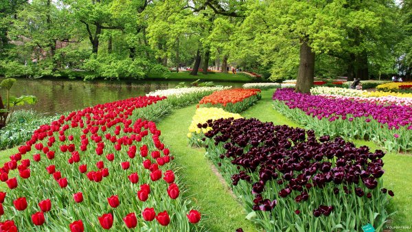 Кейкенхоф парк Нидерланды