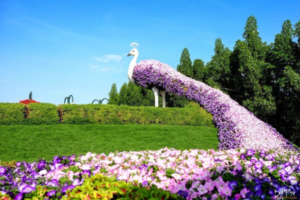 Дубай парк Гарден Павлины