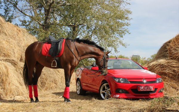 Форд Мустанг и лошадь Мустанг