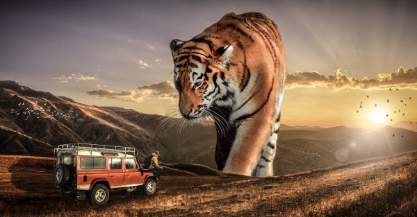 Тигр в горах