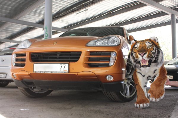 Тигр возле машины