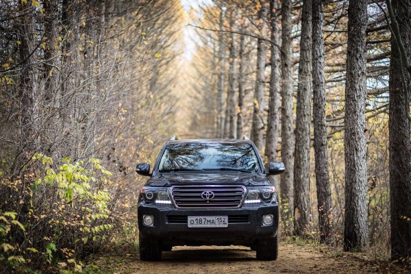 Тойота ленд Крузер 200 в лесу