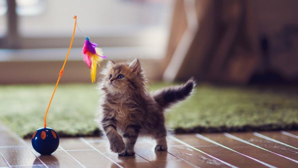 Очень красивые котята