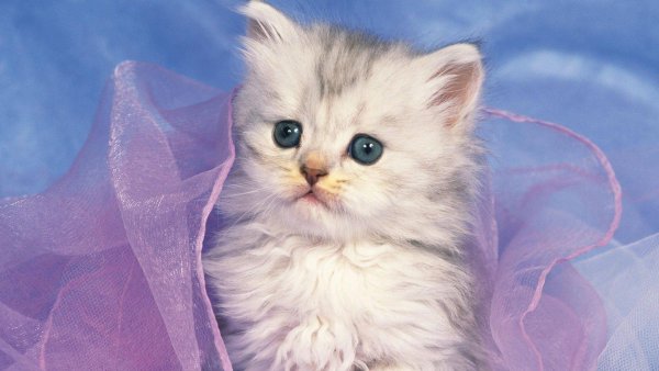 Красивые котятки