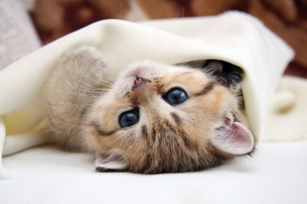 Милые котики