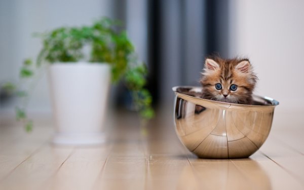 Самые милые котята