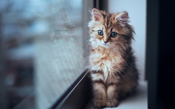 Самый милый котенок в мире
