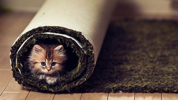 Самый милый котенок в мире