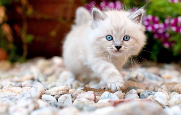 Милые кошечки