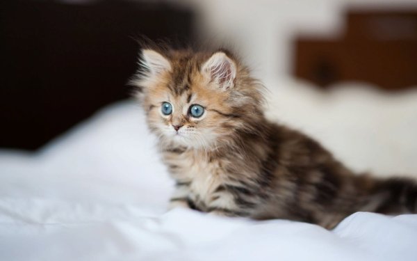 Красивые котята