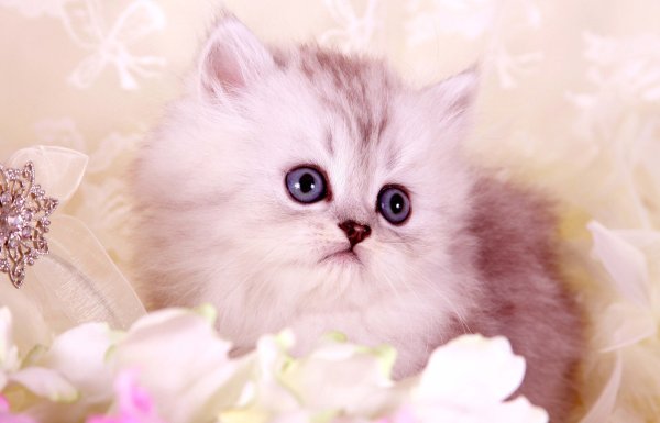 Котята милые и пушистые