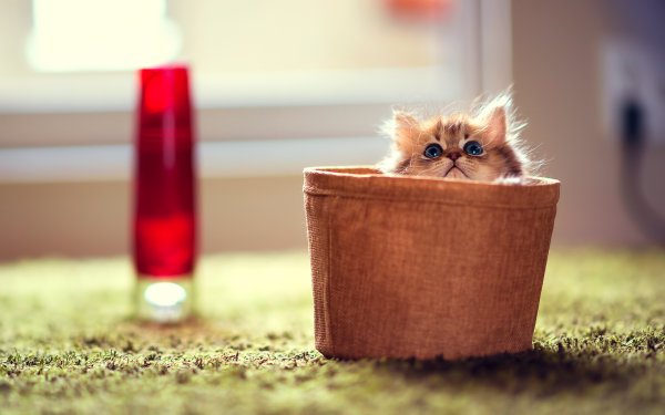 Милый котенок