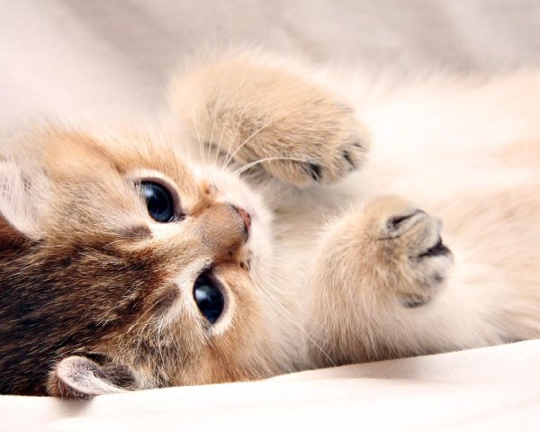 Милые кошки