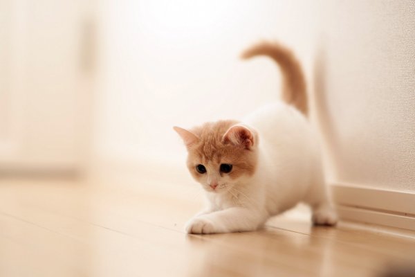 Обои с котятами