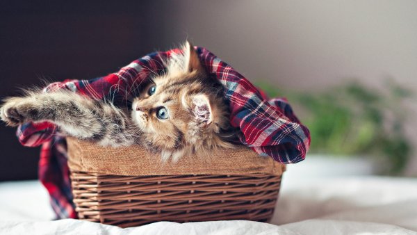 Красивые милые котики