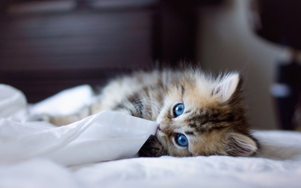 Милые котики