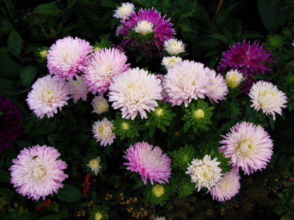 Астра сорт «Bolero»