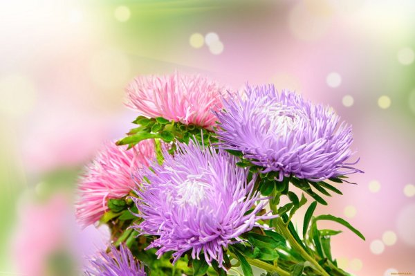 Астры и хризантемы