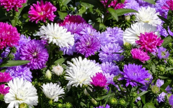 Астра однолетняя